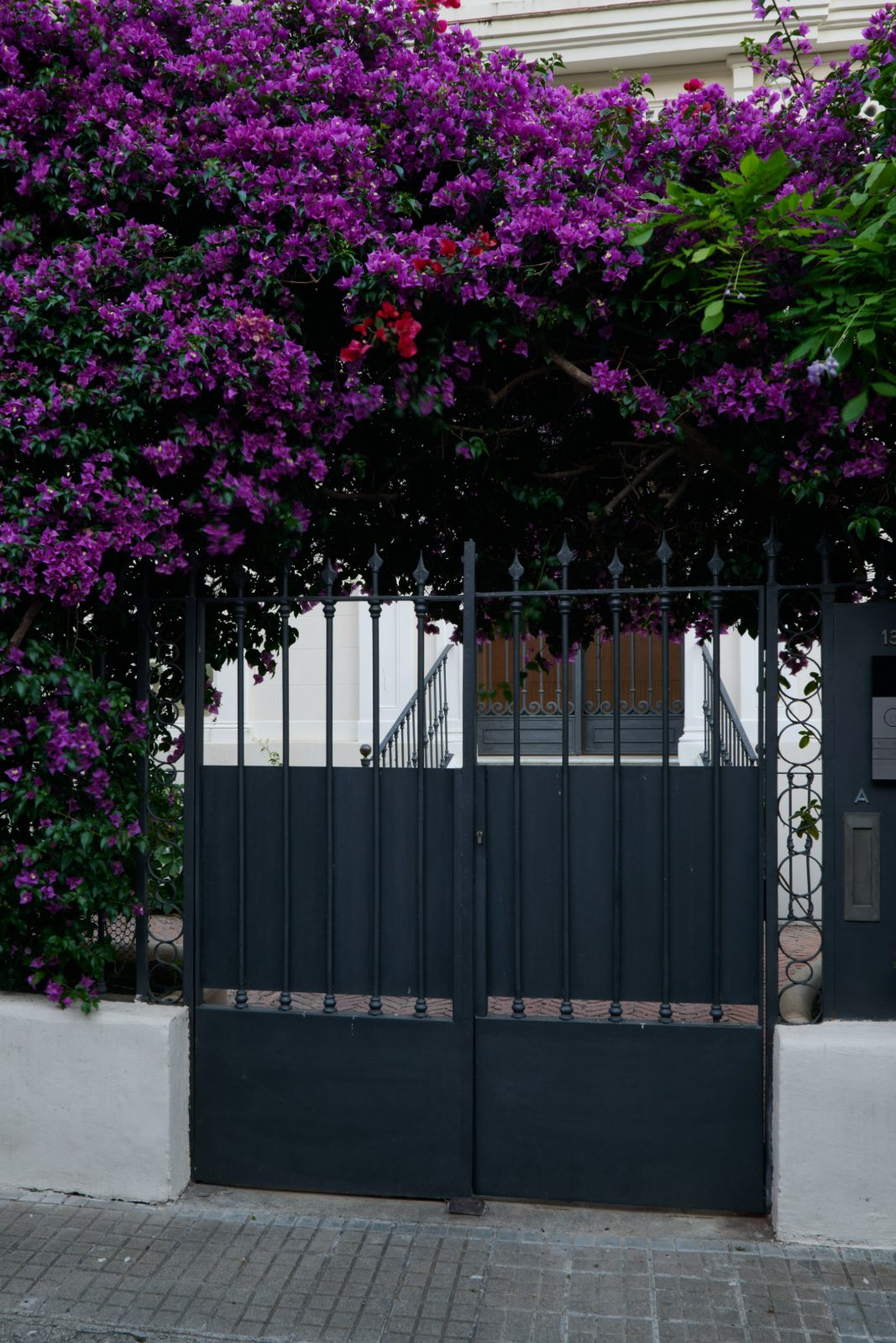 Bougainvillea over an ironwork gate