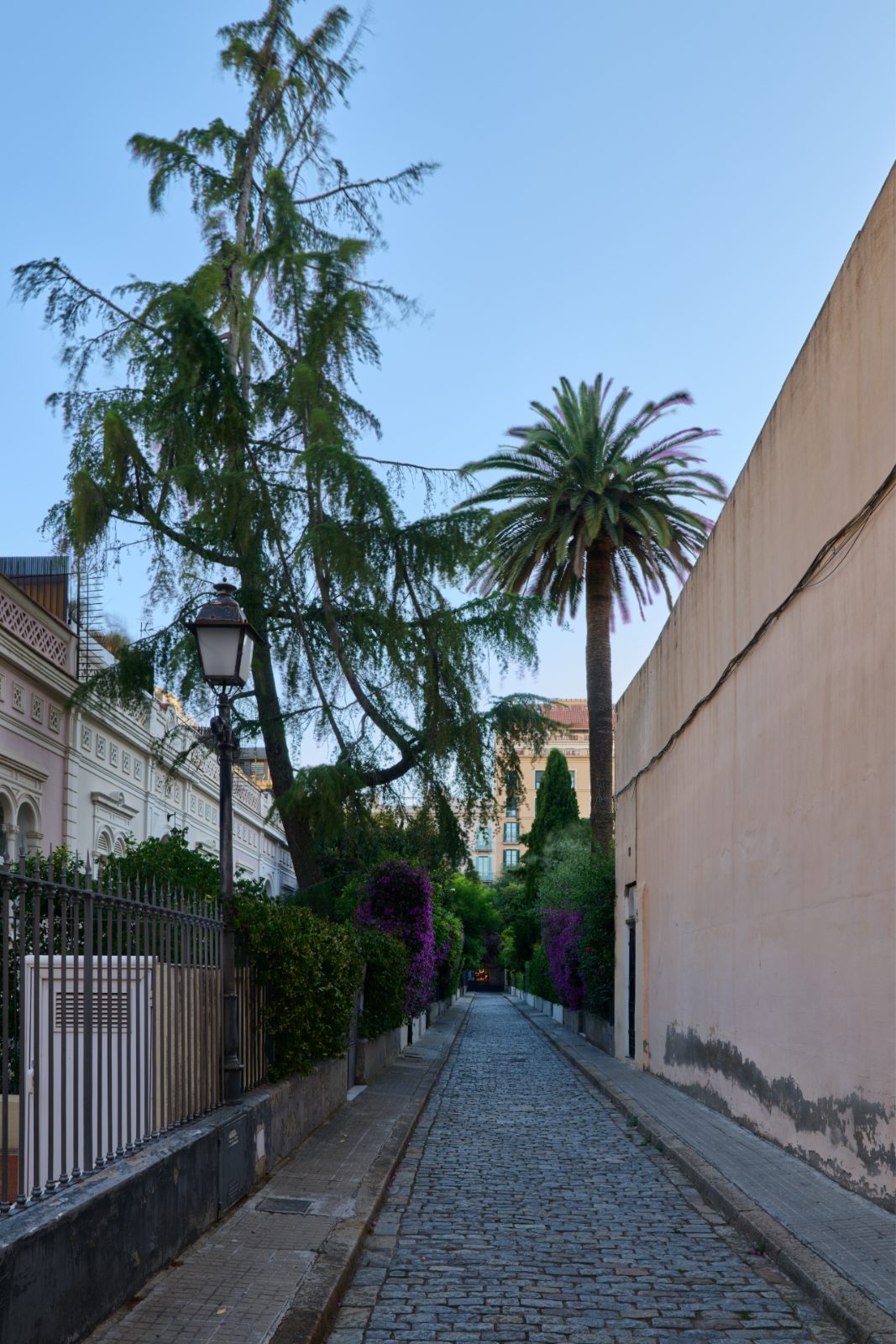 Cobbled lane with palm at golden hour